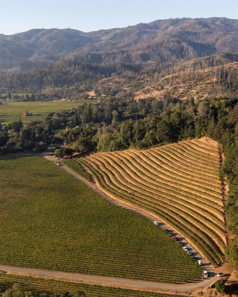 BeringerVineyards101 819x1024