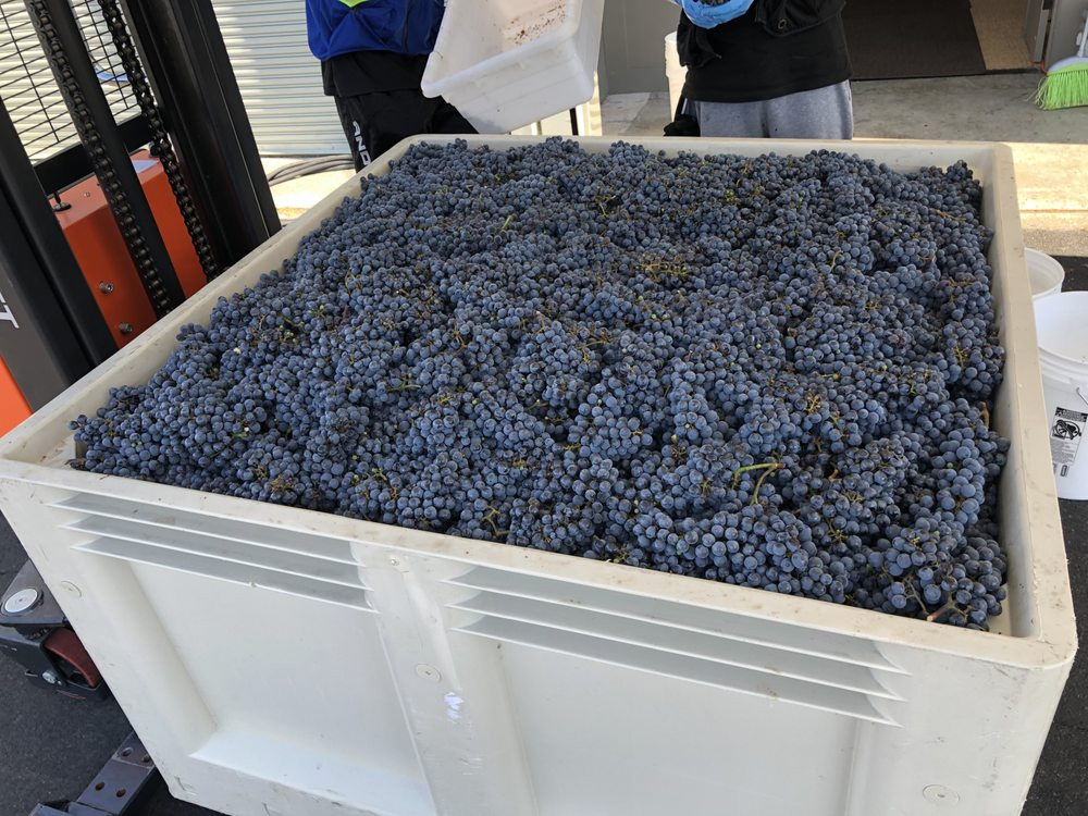 DrewDowsettWines105