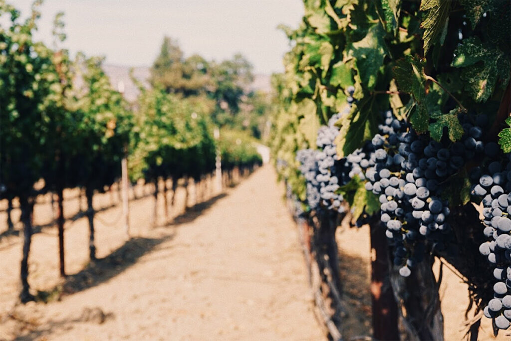 MonticelloVineyards102 1024x684