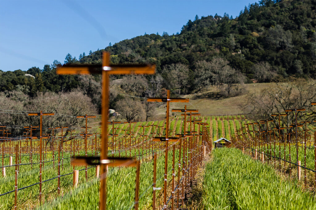 SilverOakCellarsAlexanderValley103 1024x683
