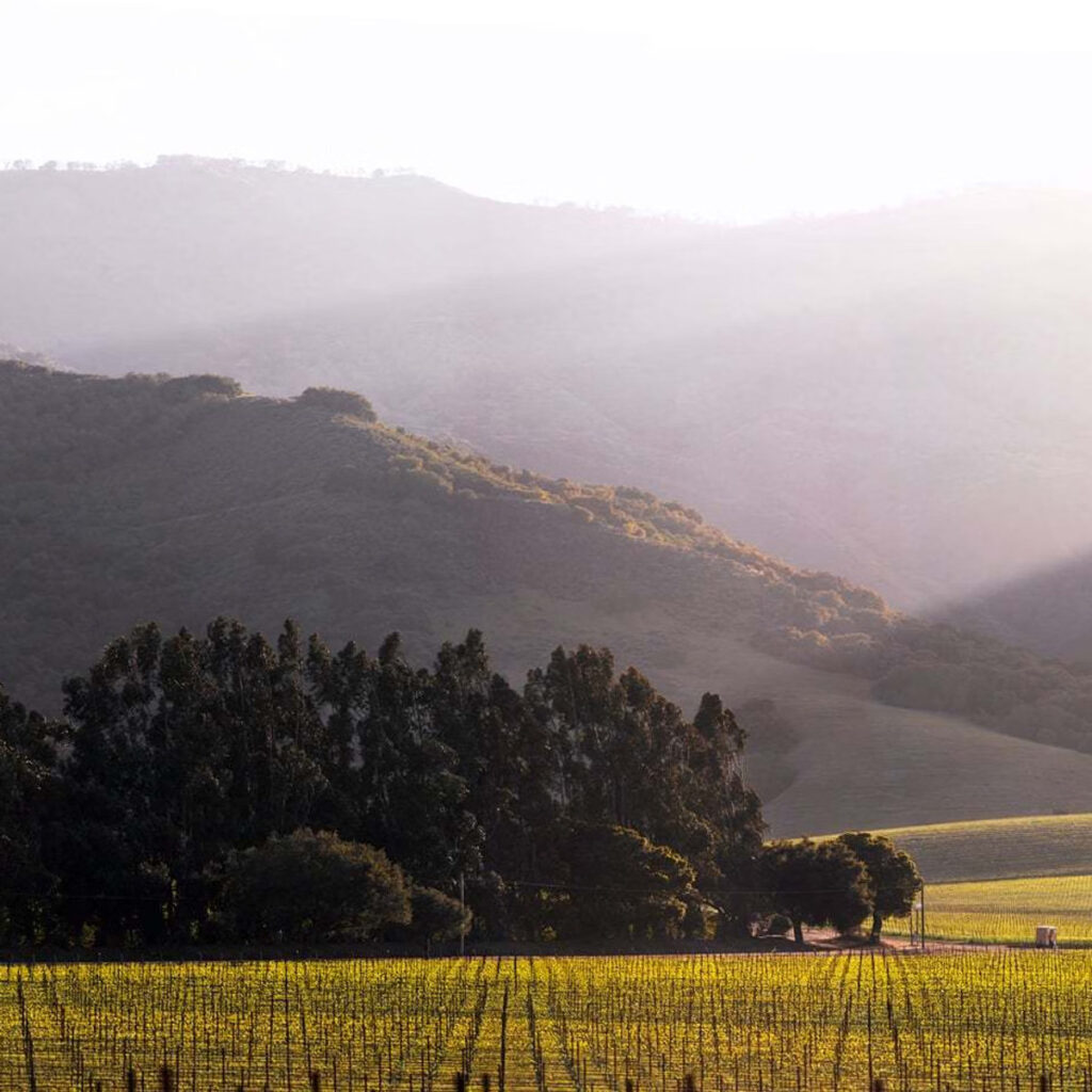 jlohrpasorobles100 1024x1024