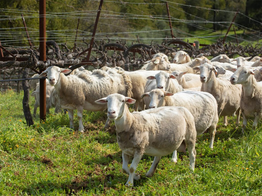 BenzigerFamilyWinery6 1024x767