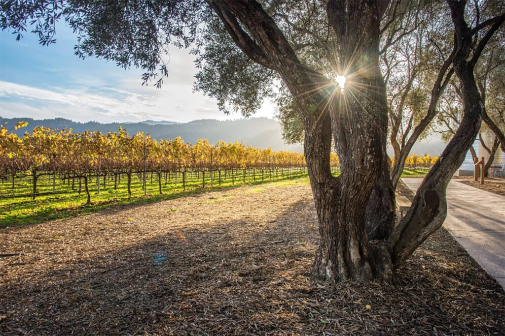 RobertMondaviWinery2 1024x683