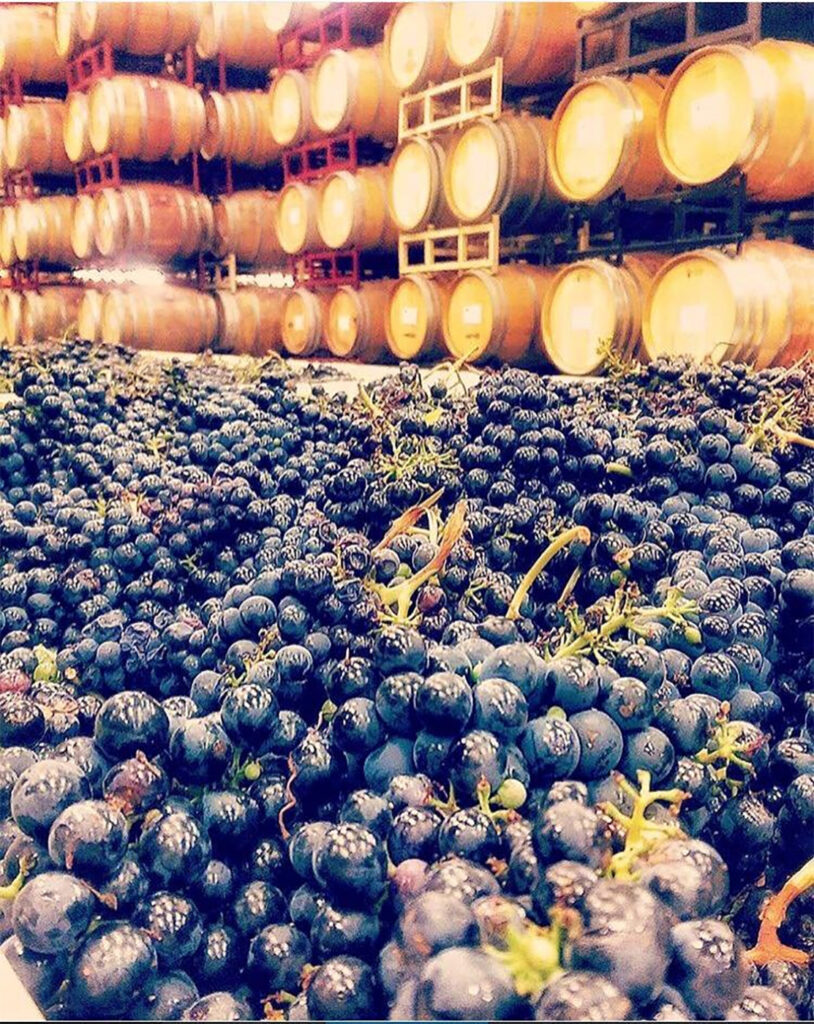 OptimaWinery1 814x1024