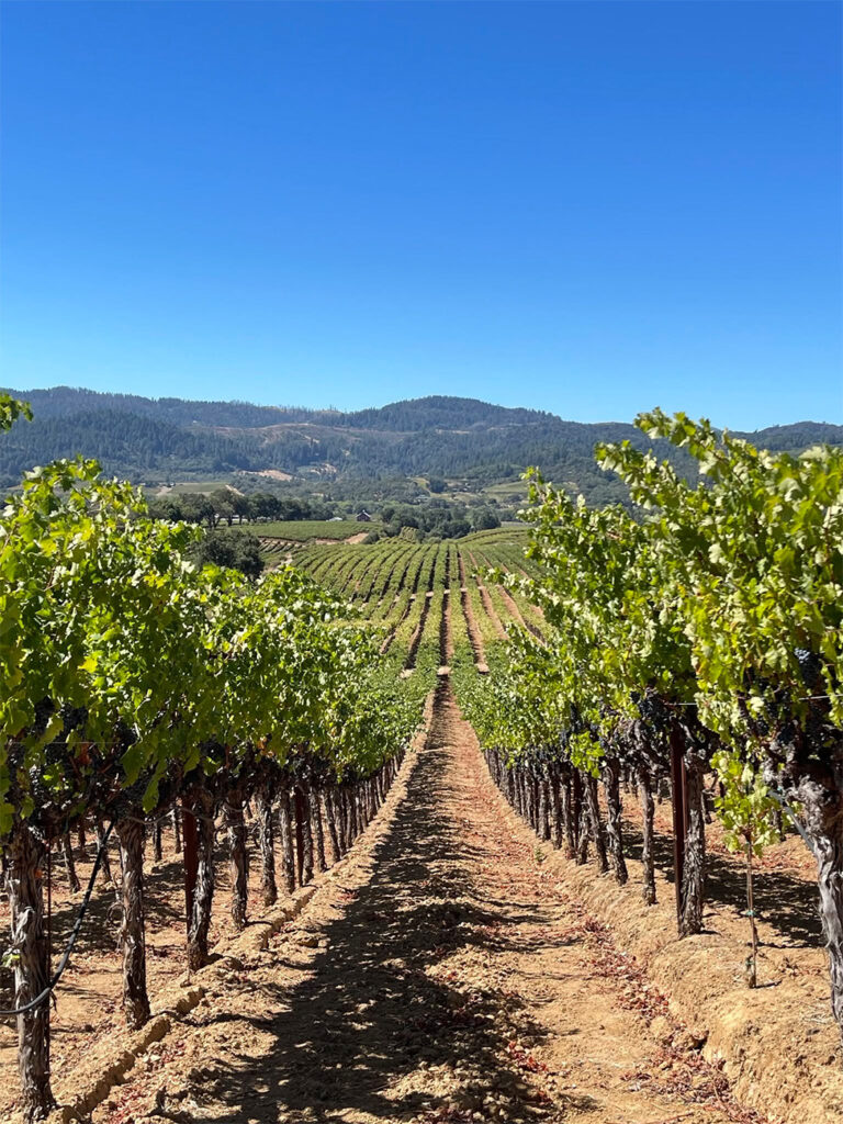 VineyardofPasterick5 768x1024