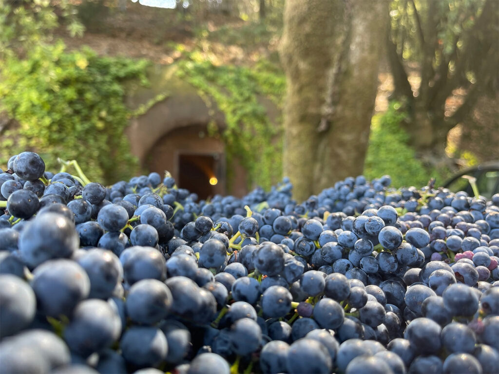 VineyardofPasterick7 1024x768