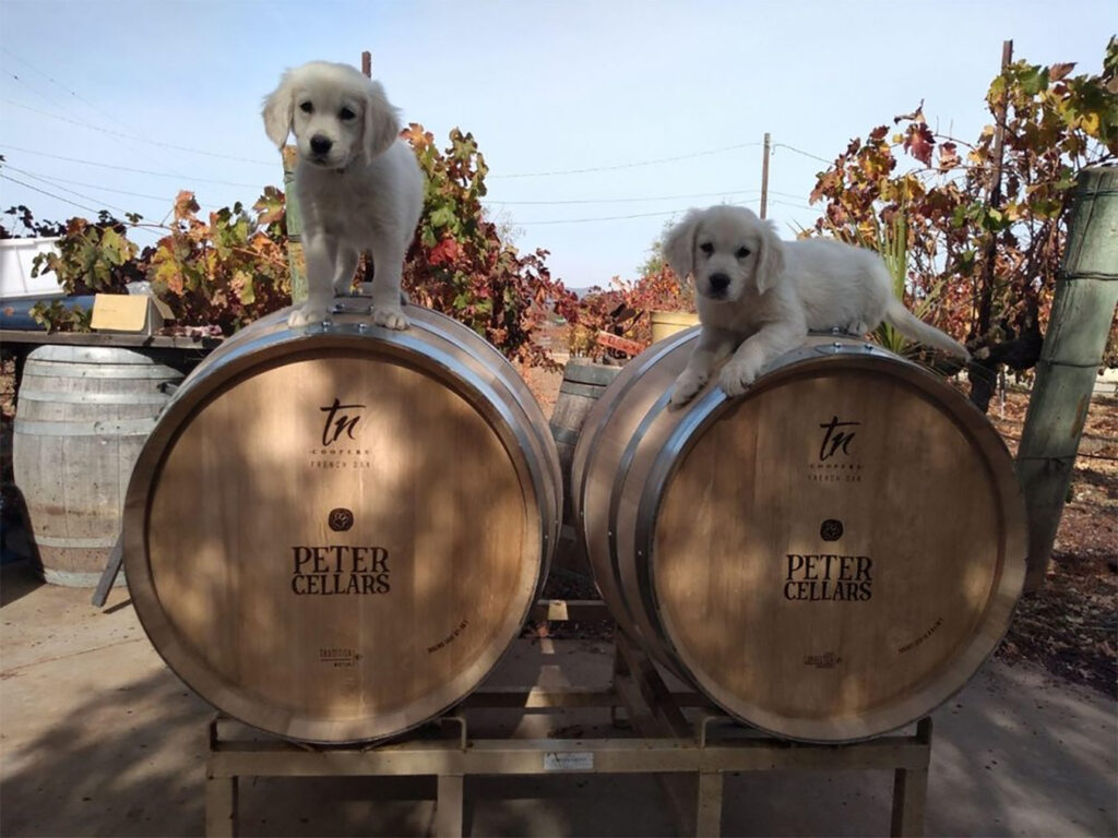 petercellars16 1024x768