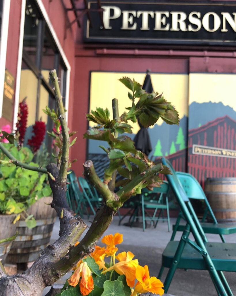 petersonwinery3 819x1024
