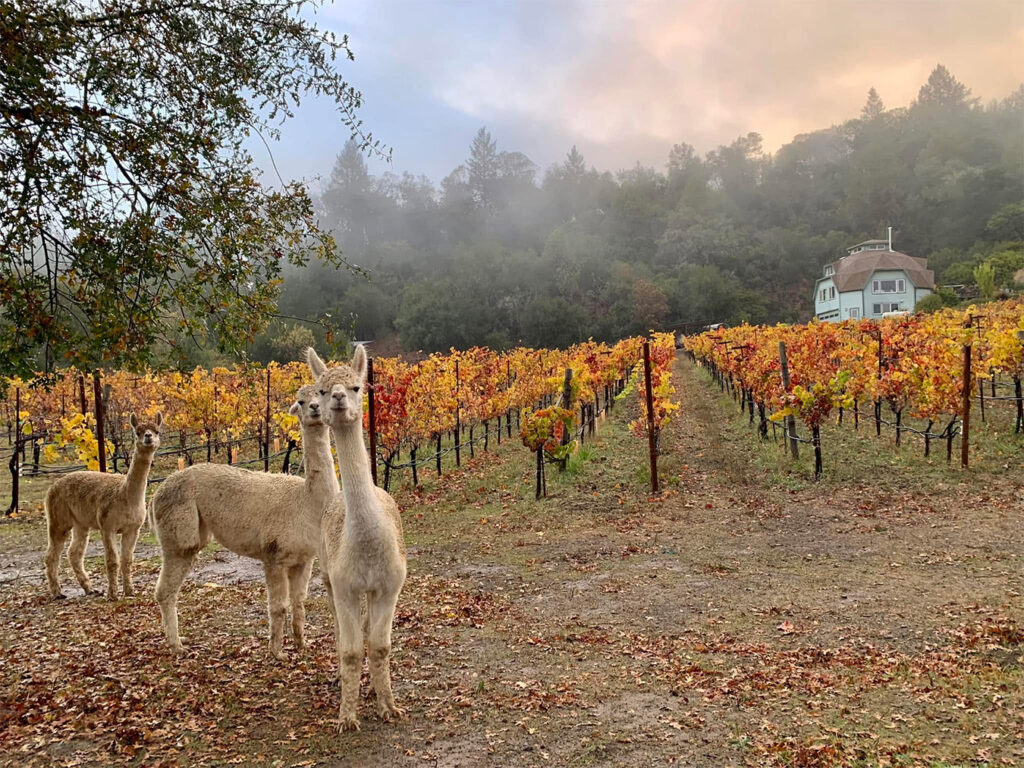 portercreekvineyards1 1024x768